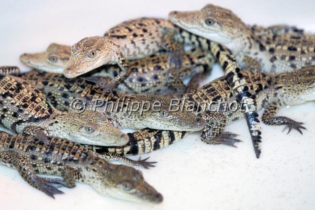 crocodylus moreletii 3.JPG - Jeunes Crocodylus moreletiiCrocodile de MoreletMorelet's crocodileReptilia, Crocodilia, CrocodylidaeMexique